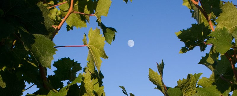 vin lune